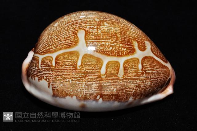 泛紅地圖寶螺藏品圖，第5張