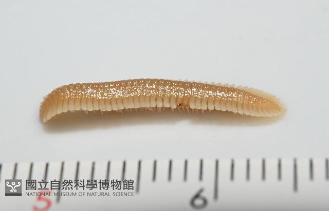 新種雄顎平馬陸藏品圖，第5張