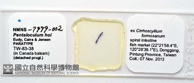 新種葉槽絛蟲藏品圖，第5張