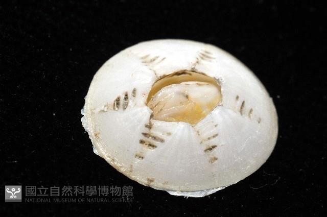 龜藤壺藏品圖，第5張
