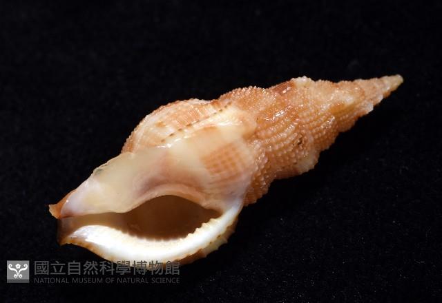 細鋸布紋螺藏品圖，第5張