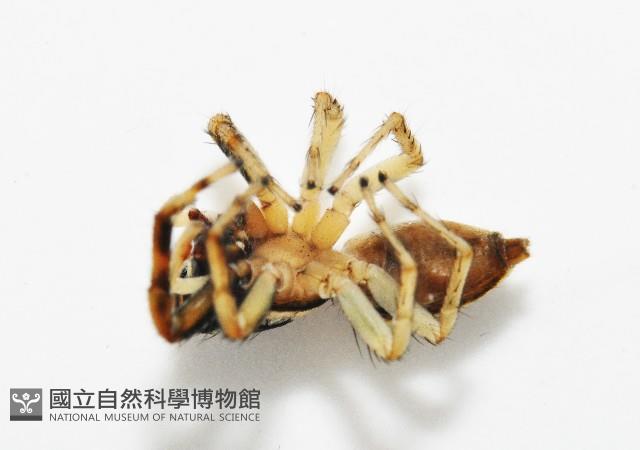 多色金毛蛛藏品圖，第5張