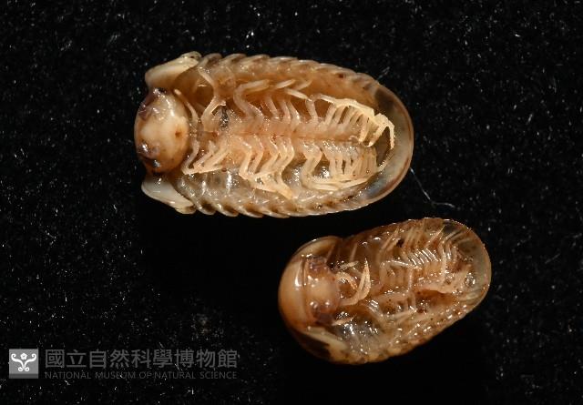 雙色木球馬陸藏品圖，第5張