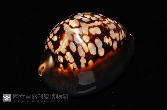 龜甲寶螺藏品圖，第5張