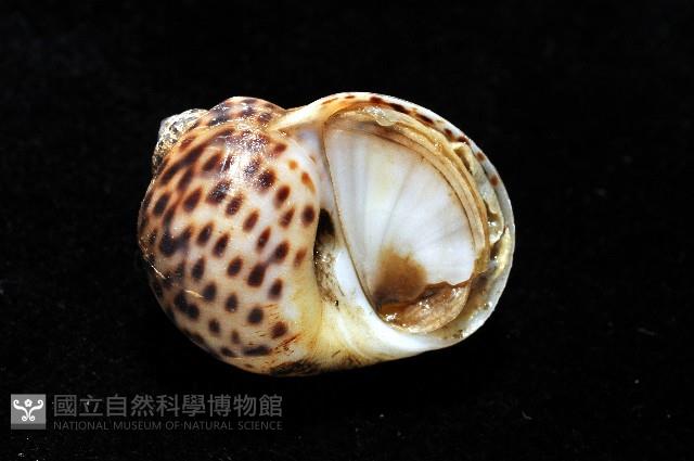 豹斑玉螺藏品圖，第5張