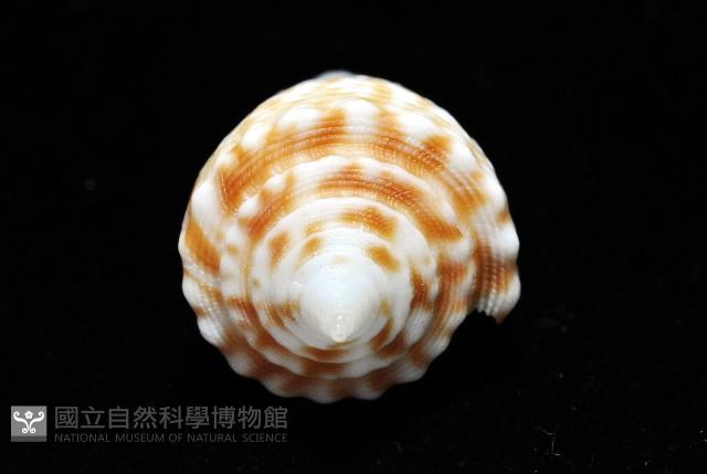 土生芋螺(新種)藏品圖，第5張
