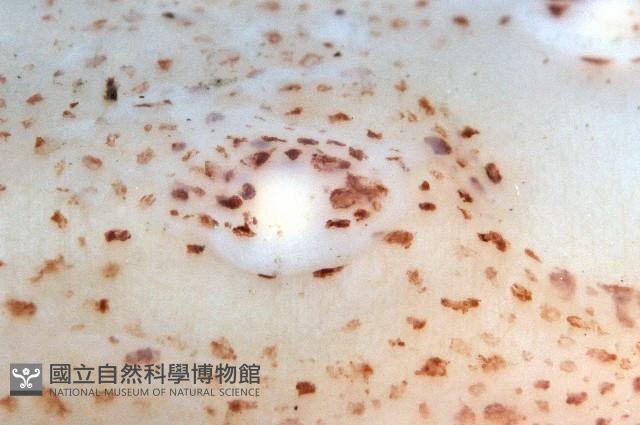深海玻璃魷魚藏品圖，第5張