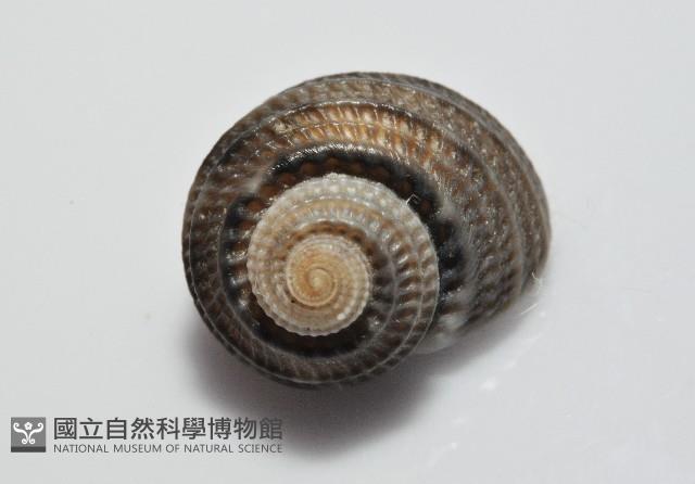 琉金雕鐘螺藏品圖，第5張