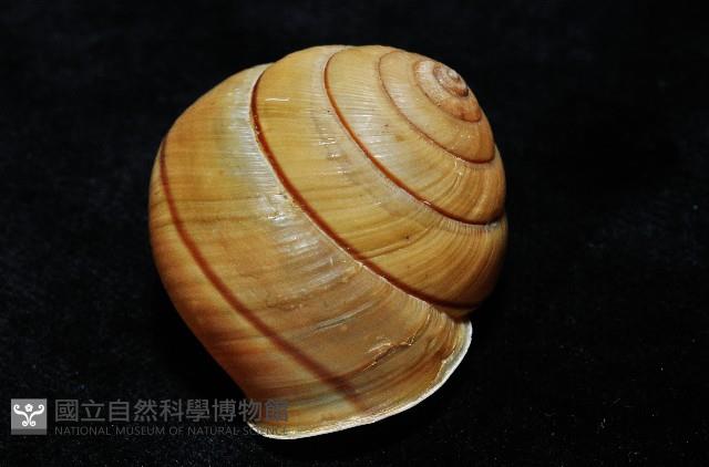 金崙栗蝸藏品圖，第5張