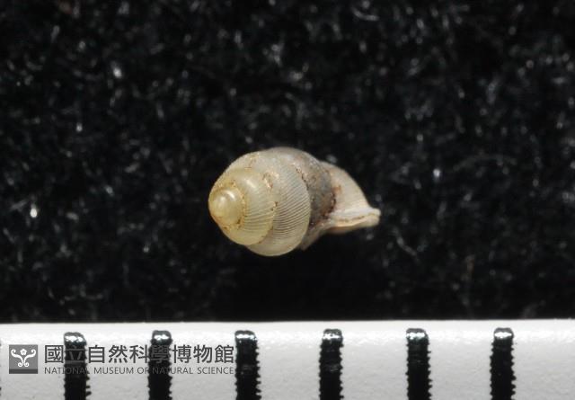 高山台灣芝麻蝸牛藏品圖，第5張