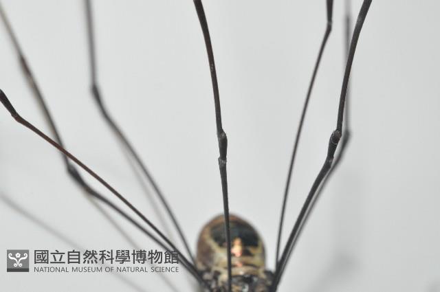 背斑偽盾刺盲蛛藏品圖，第5張