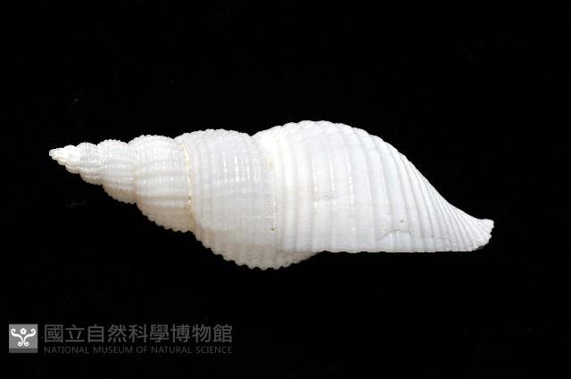 琉球峨螺藏品圖，第5張