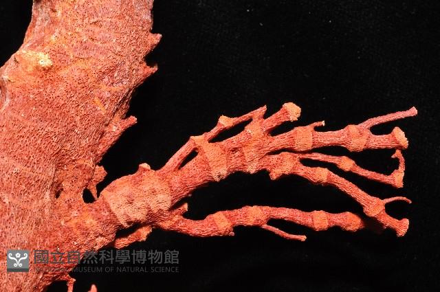 紅扇珊瑚藏品圖，第5張