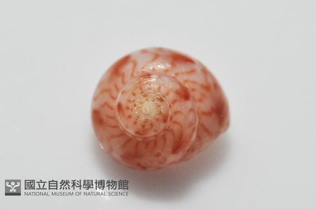 夏伊拉蠑螺藏品圖，第5張