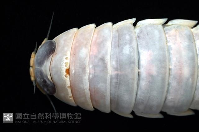 未知種紡錘水虱藏品圖，第5張