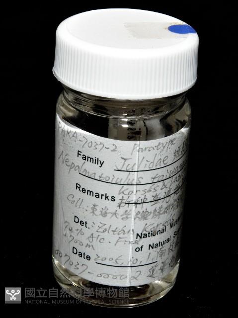 新種臺灣姬馬陸藏品圖，第5張