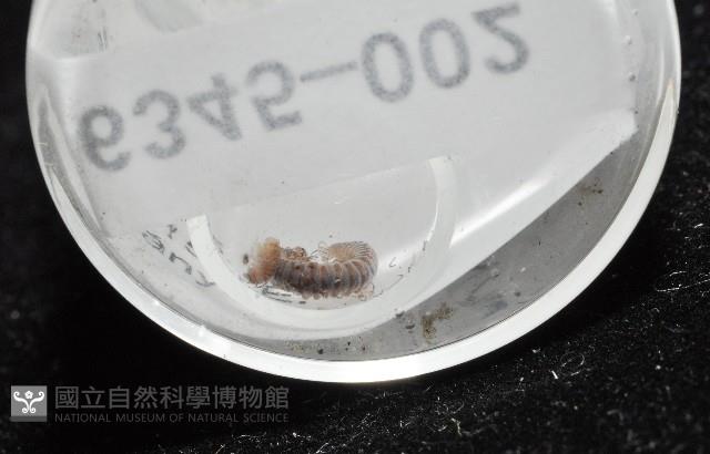 鋸齒東京泡馬陸藏品圖，第5張
