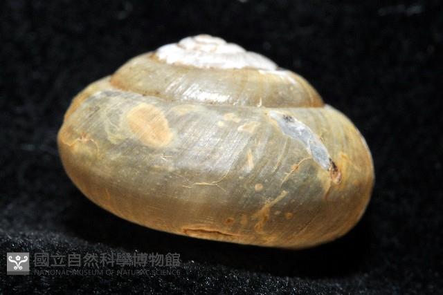 阿禮高腰蝸牛藏品圖，第5張