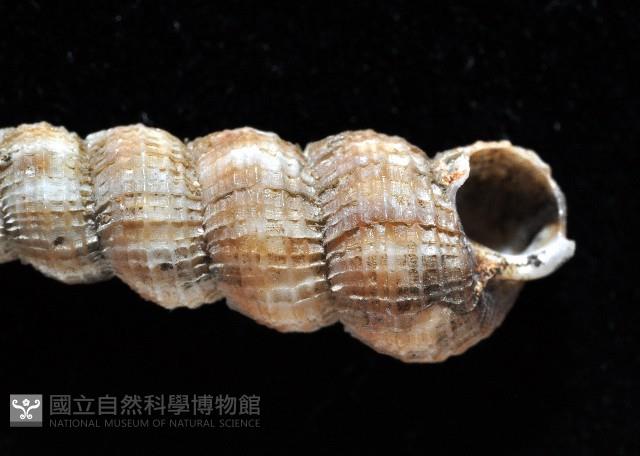 火燄海螄螺藏品圖，第5張