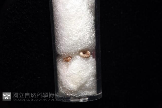 知本錐塔螺藏品圖，第5張