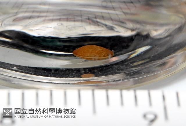 臺灣花瓣蛤藏品圖，第5張