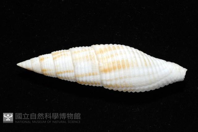 卿祐筆螺藏品圖，第5張