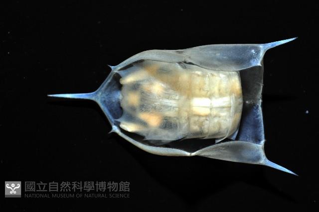 未知種蝦蛄幼生藏品圖，第5張