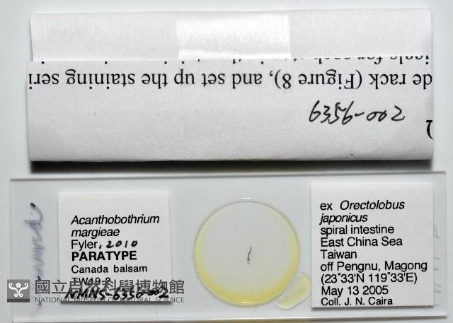 新種棘槽絛蟲藏品圖，第5張