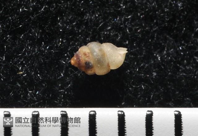 下齒芝麻蝸牛藏品圖，第5張