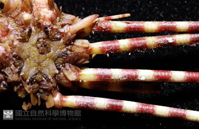 環棘深淵沙棱海膽藏品圖，第5張
