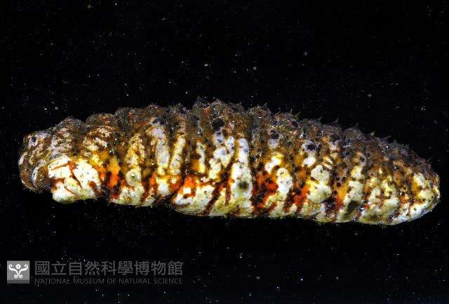 未知種海參藏品圖，第5張