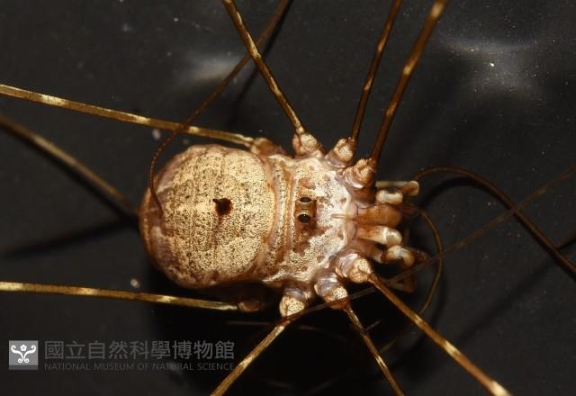 登錄號:007926-00002藏品圖，第5張
