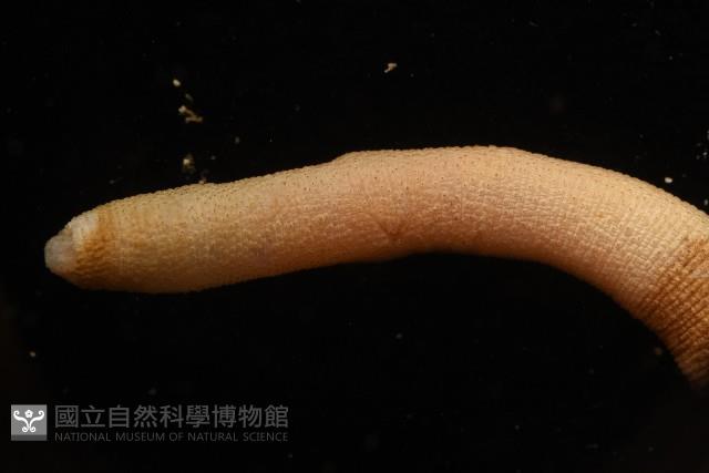 未知種管體星蟲藏品圖，第5張