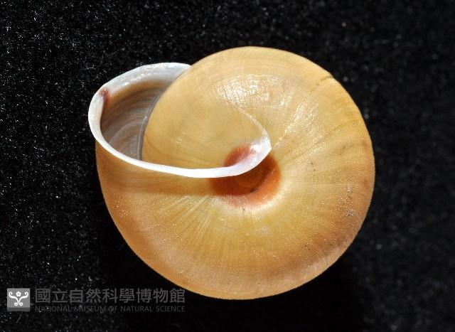 鱗高腰蝸牛(鱗菱蝸牛)藏品圖，第5張