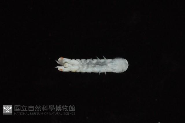 光齒非擬原足蟲藏品圖，第5張