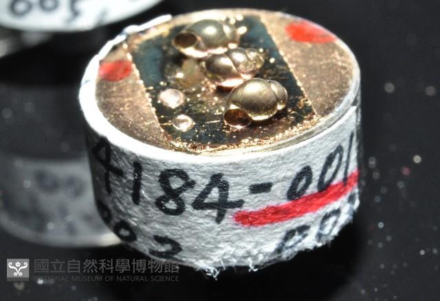 礁溪粟螺藏品圖，第5張