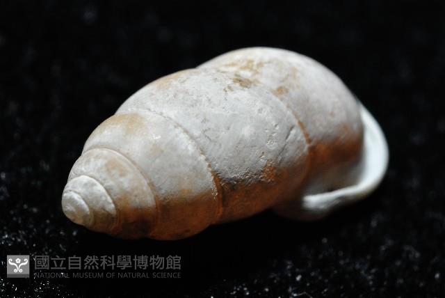 梅山豆蝸牛藏品圖，第5張