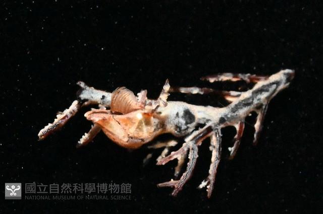 雙輻刺茗荷藏品圖，第5張