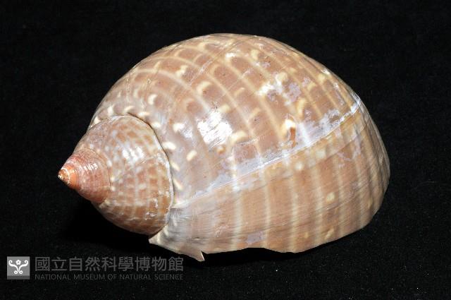 鶉螺藏品圖，第5張
