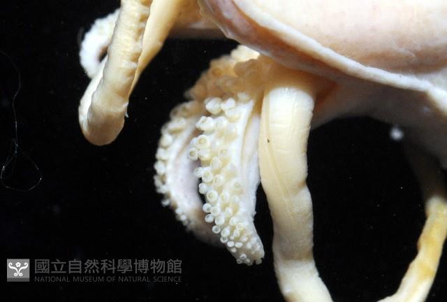 燕尾烏賊藏品圖，第5張