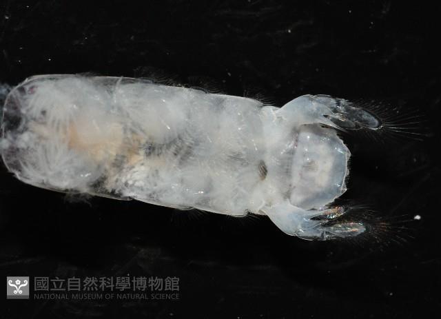濱海幼嫩蝦蛄藏品圖，第5張