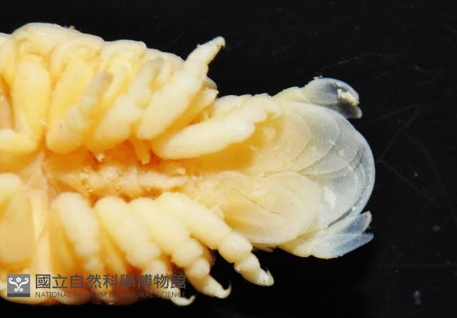 福山魚怪(新種)藏品圖，第5張