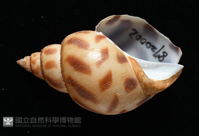 象牙鳳螺藏品圖，第5張