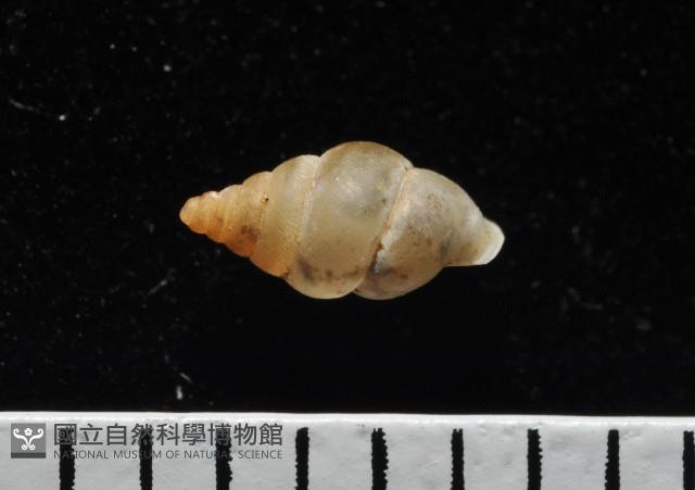 左旋扁芝麻蝸牛藏品圖，第5張