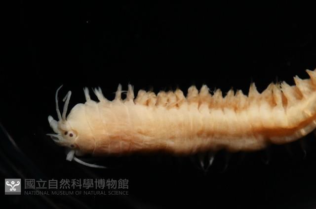 和美闊沙蠶藏品圖，第5張