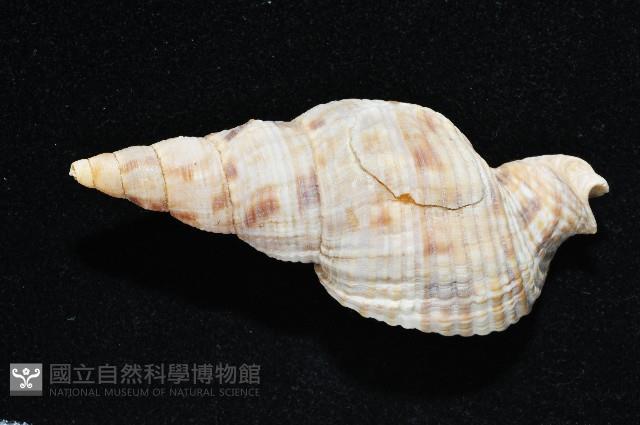 黑野峨螺藏品圖，第5張