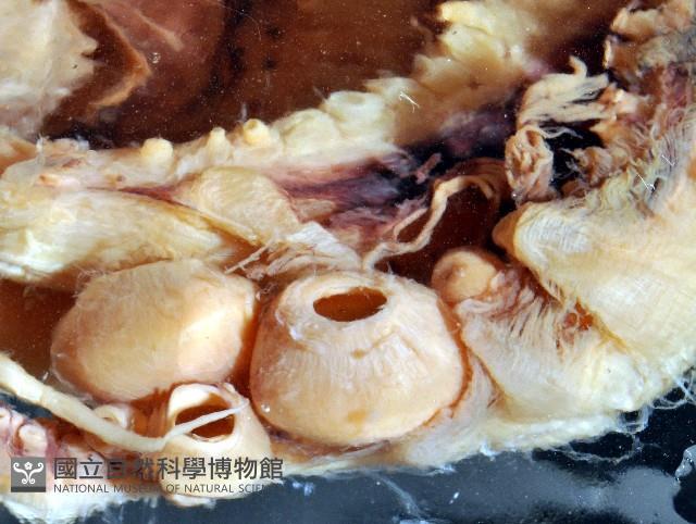 東沙面蛸(新種)藏品圖，第5張