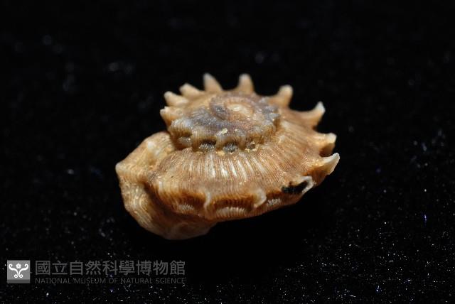 百夫長花冠螺藏品圖，第5張