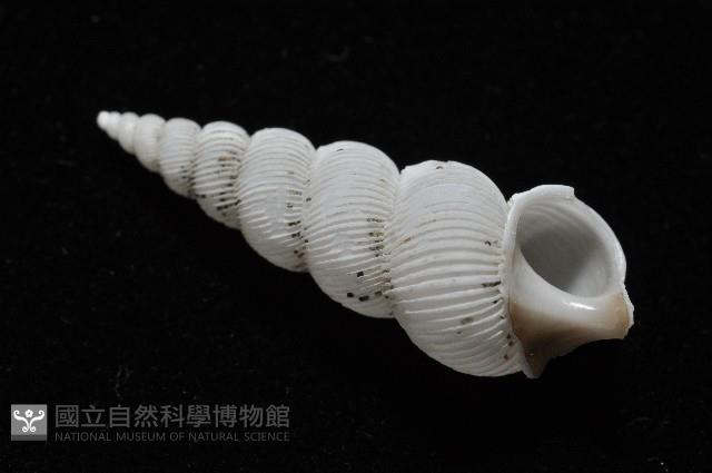 臺灣海螄螺藏品圖，第5張