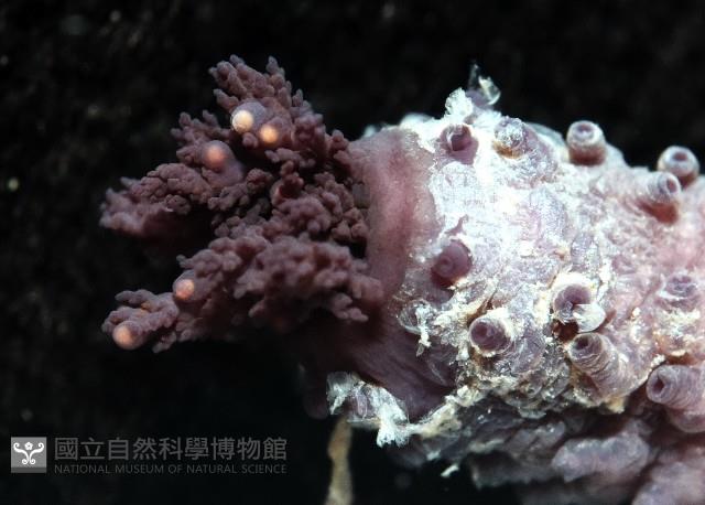 非洲異瓜參藏品圖，第5張